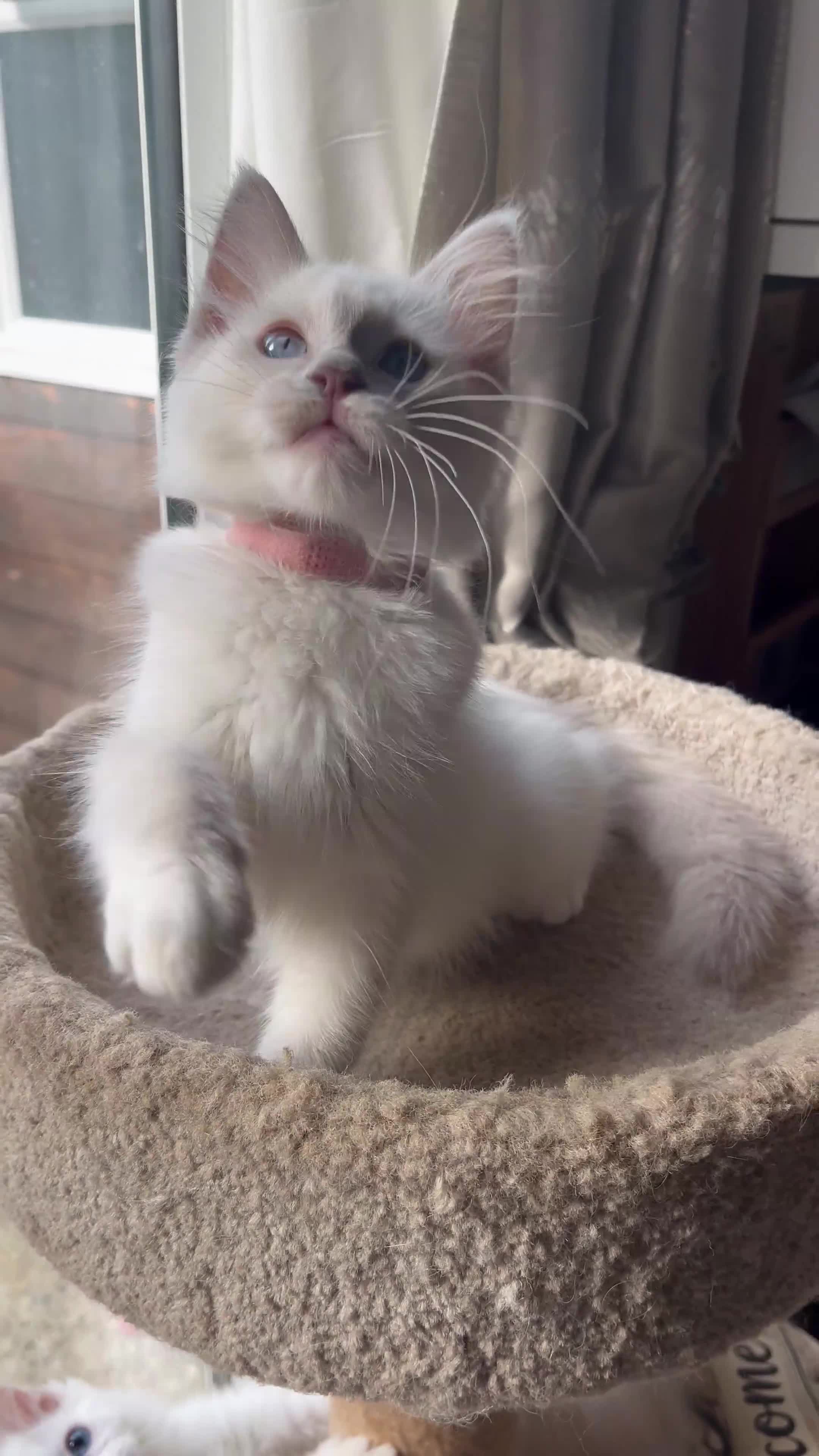 Ragdoll cats for sale: ❤️ Gorgeous ragdoll kittens ready now  ❤️ - Video 1