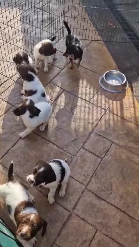 English Springer Spaniel dogs for sale: 1 boy and 1 bitch springer spaniel pups in Birkenhead - Video 1