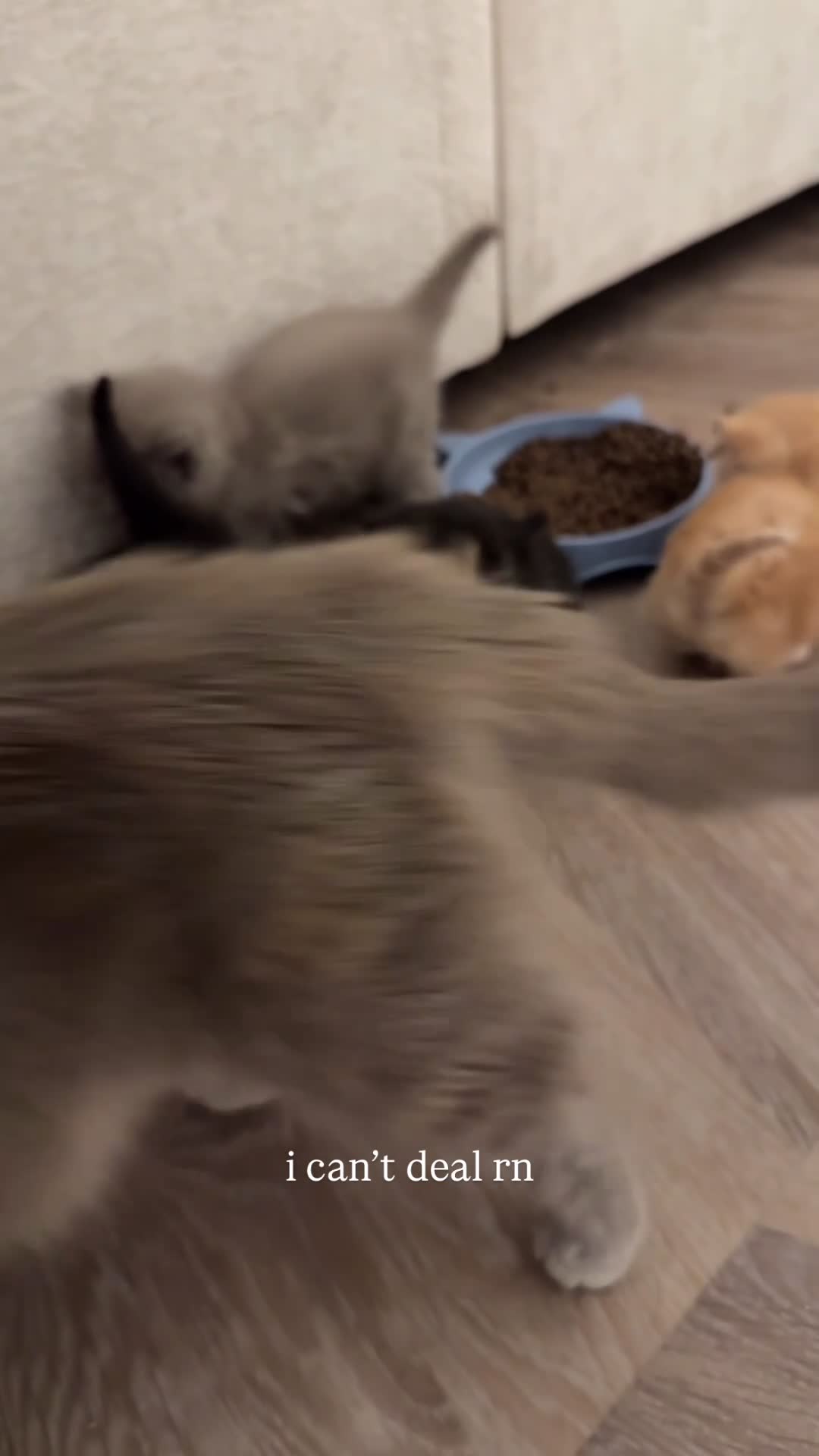 Munchkin cats for sale: stunning standard munchkins - Video 1