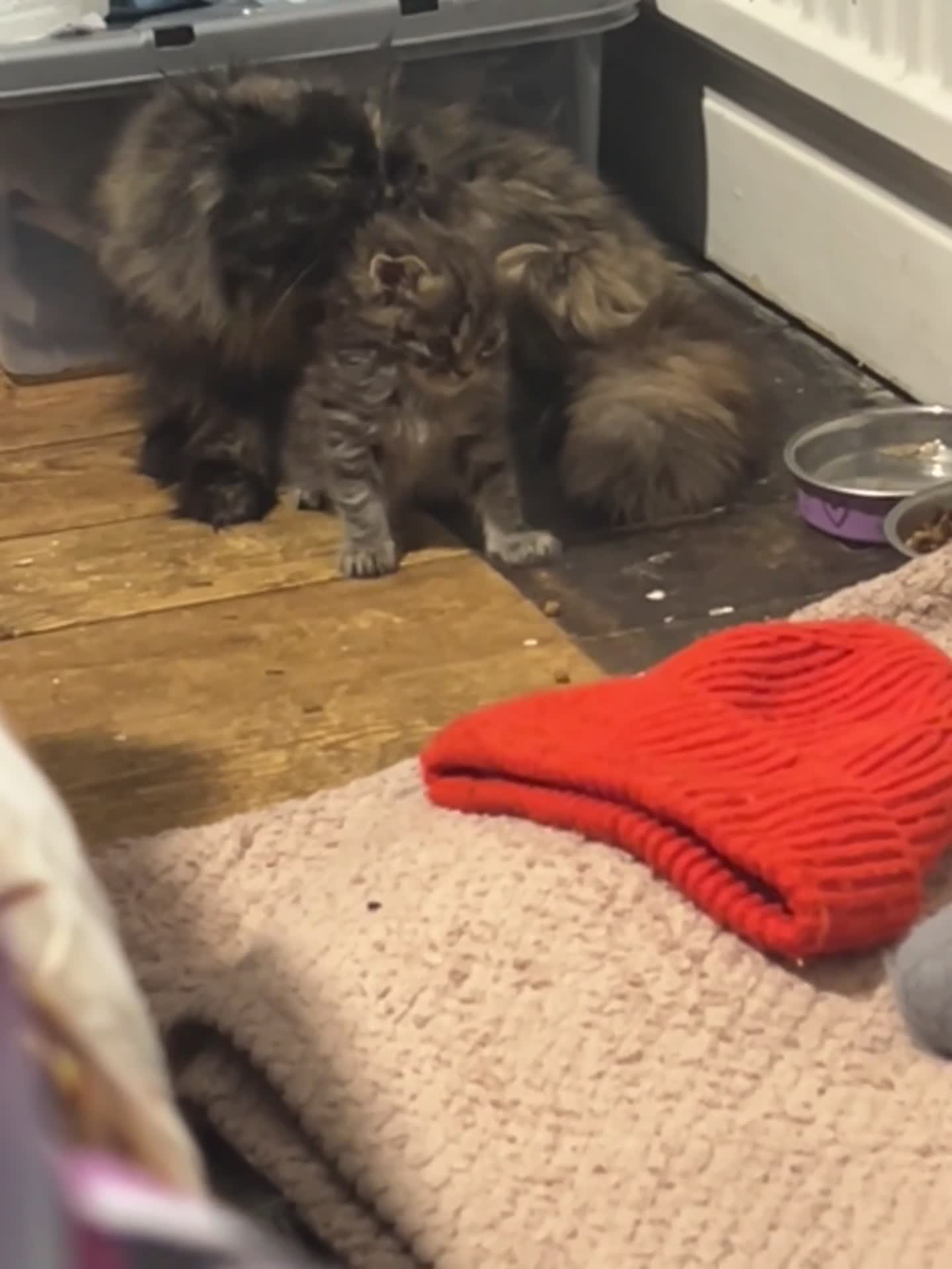 Persian cats for sale: Single female persian - Video 1