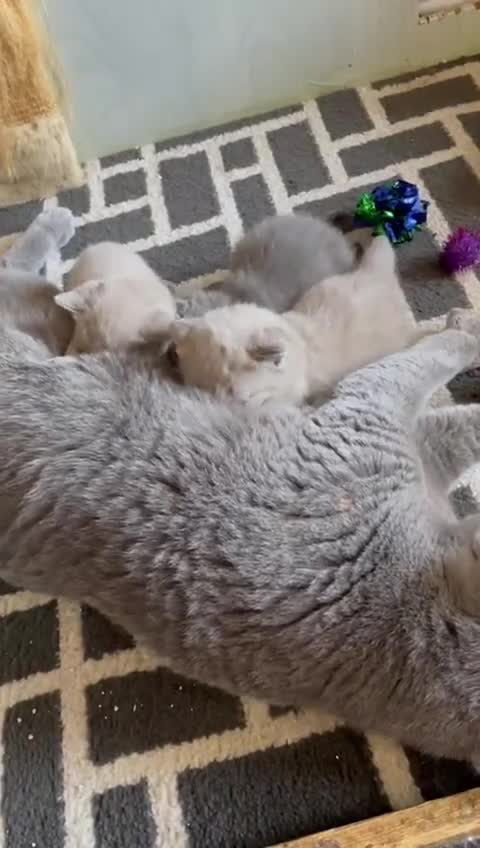 British Shorthair cats for sale: British Lilac Shorthair Kitten Male - Video 2