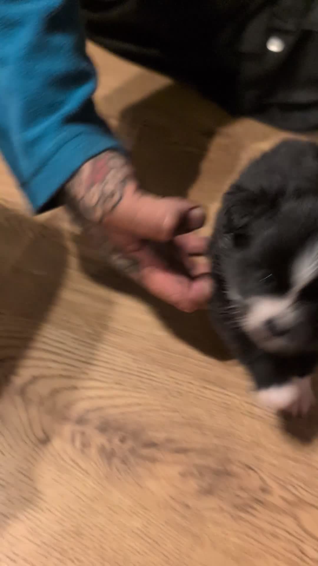 Pomchi dogs for sale: Stunning Pomchi babies - Video 1