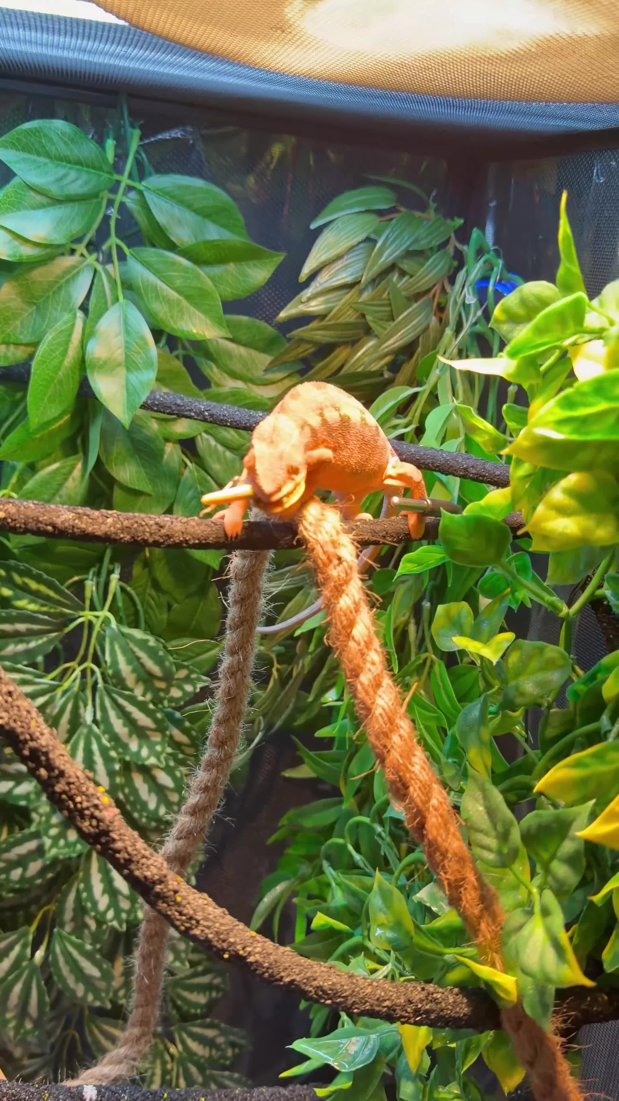 Chameleon reptiles for sale: 11 Month old Panther Chameleon FEMALE in Dundee - Video 1