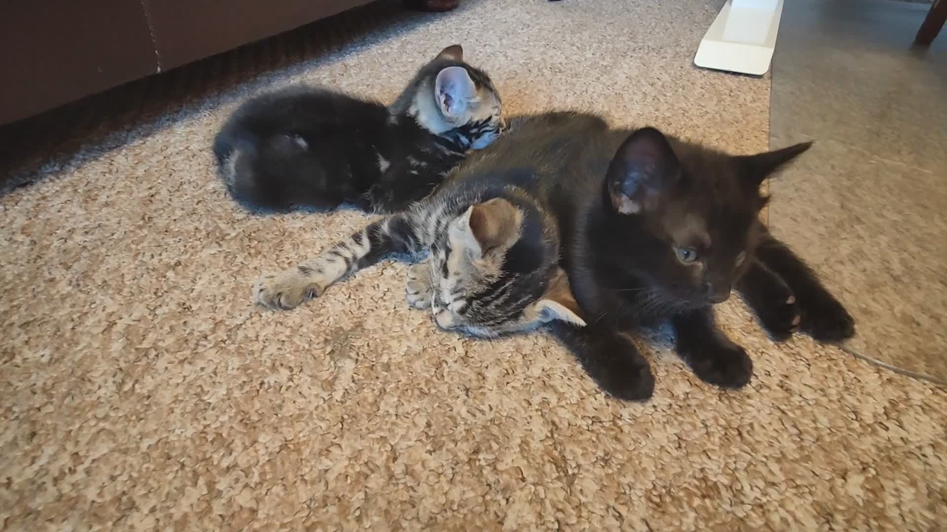 Mixed Breed cats for sale: Beautiful half Bengal kittens available - Video 3