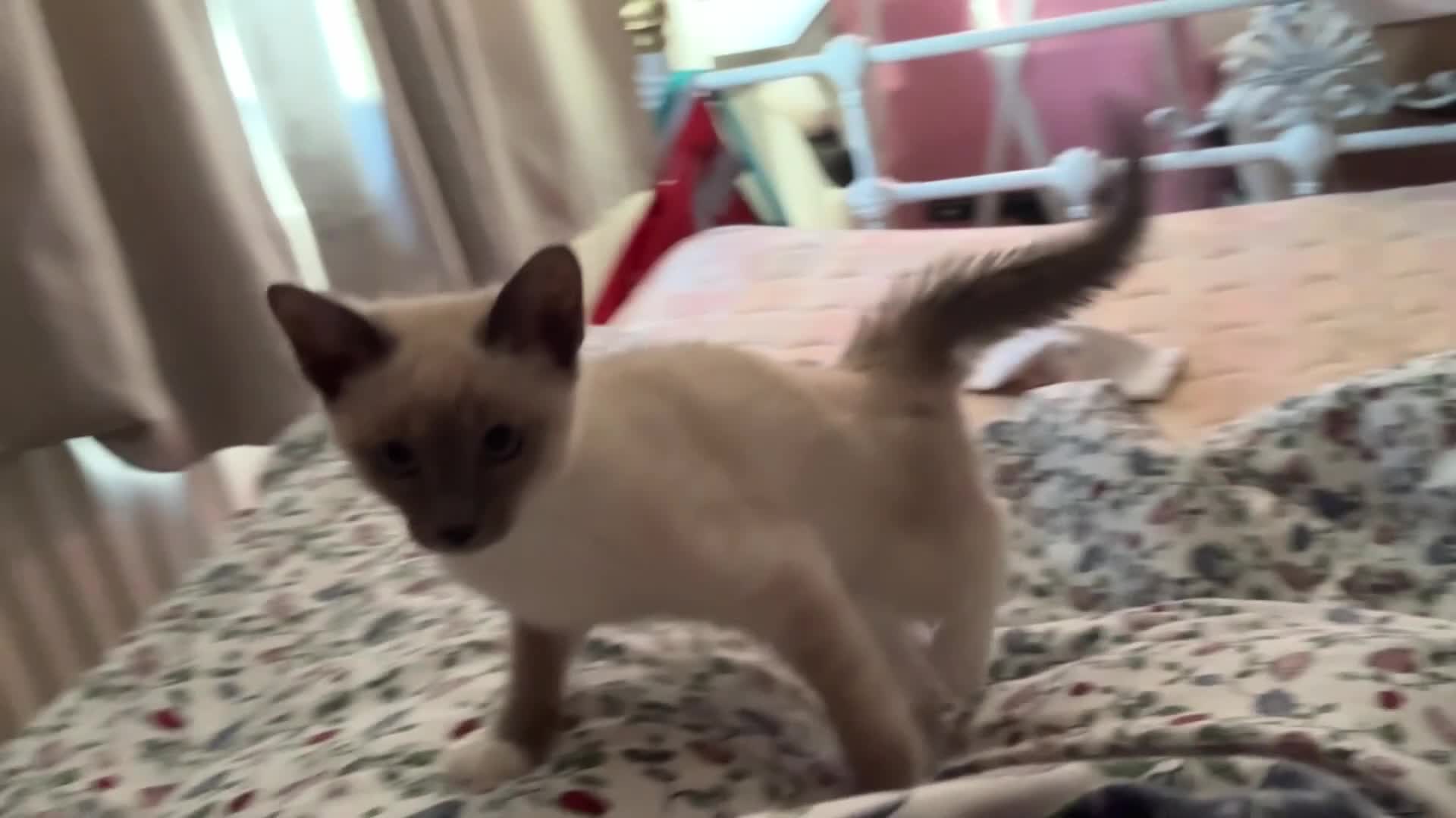 Ragamese cats for sale: Two Beautiful Ragamese Girls Ready To Leave Now - Video 1