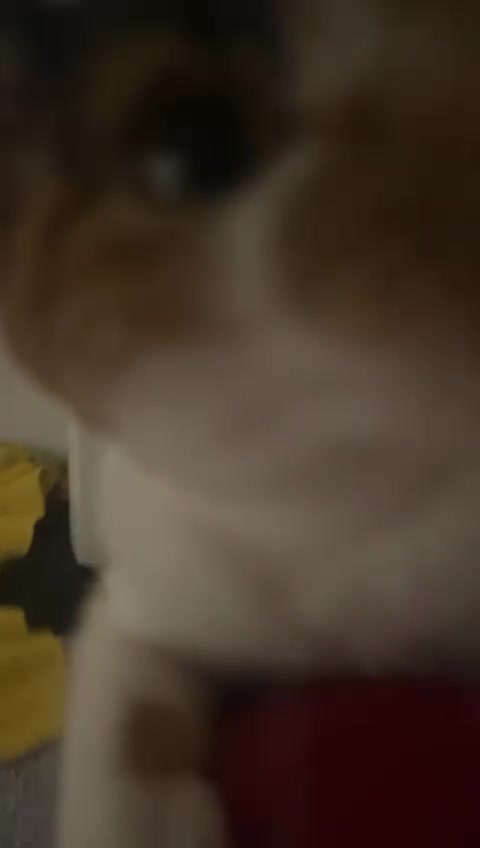 Mixed Breed cats for sale: Female cat - Video 1