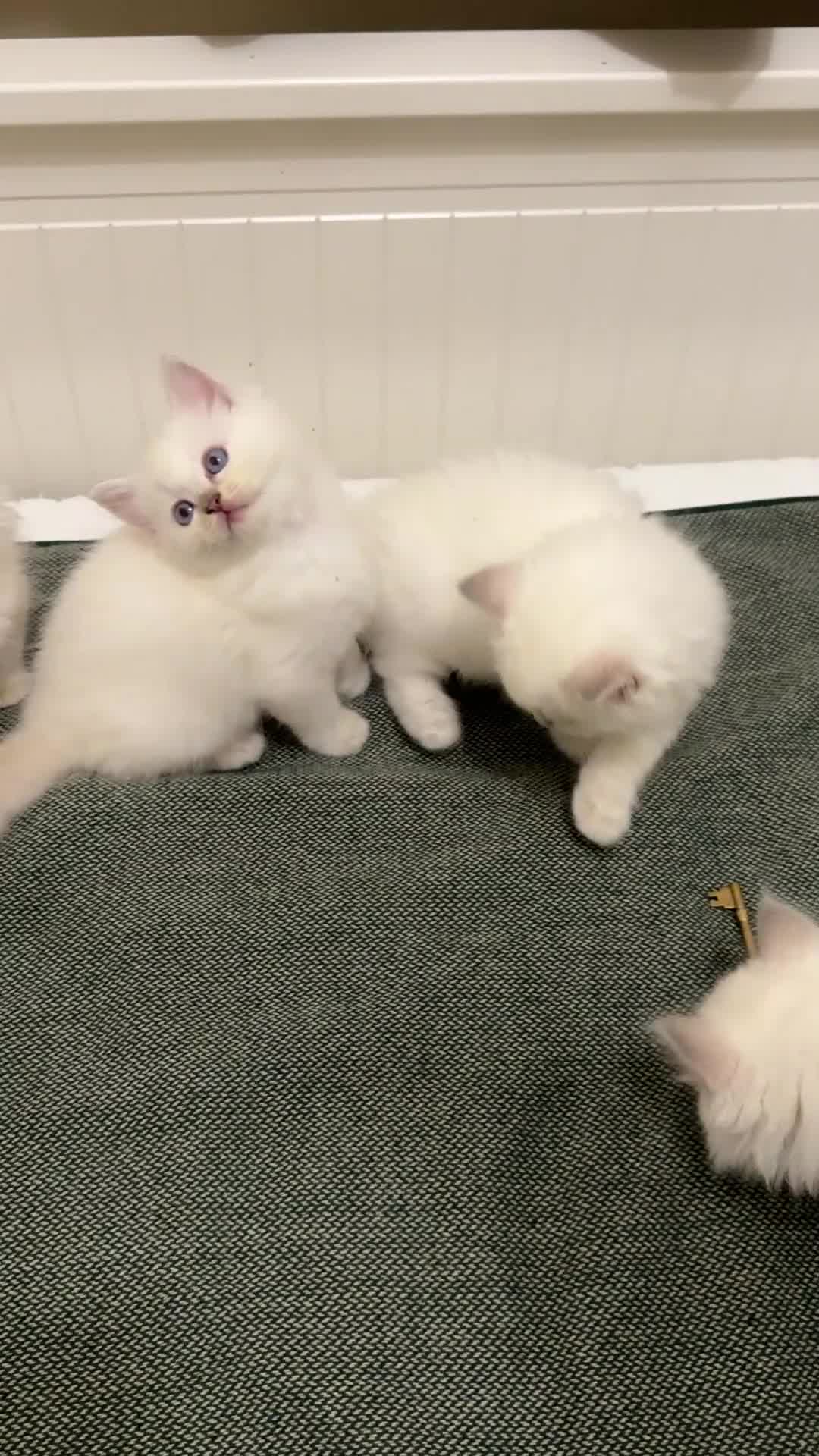 Ragdoll cats for sale: GCCF reg , Rare and milky white Lilac kittens  - Video 3