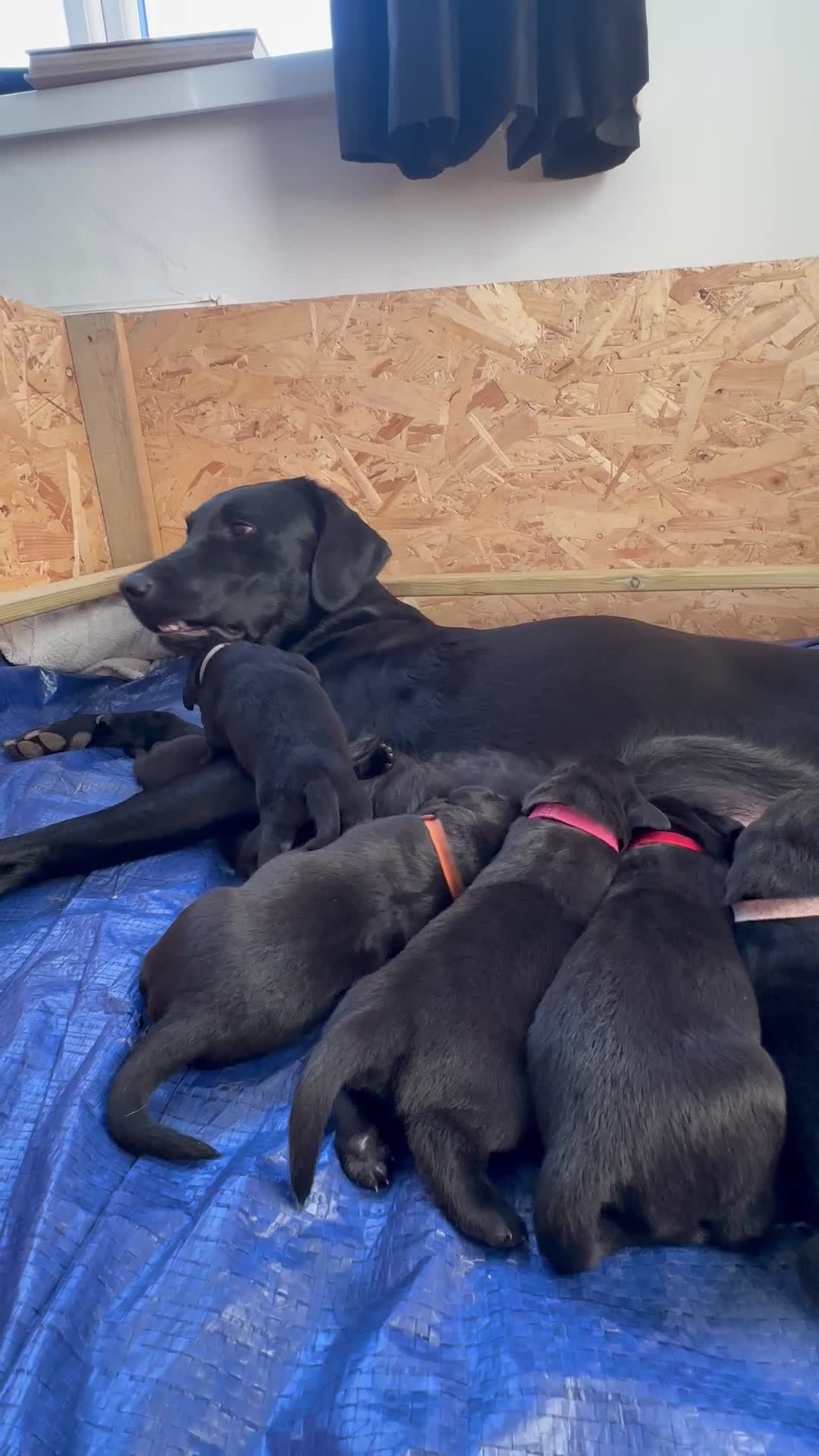 Labrador Retriever dogs for sale: KC registered Black Labrador Retriever pups in Ilfracombe - Video 1