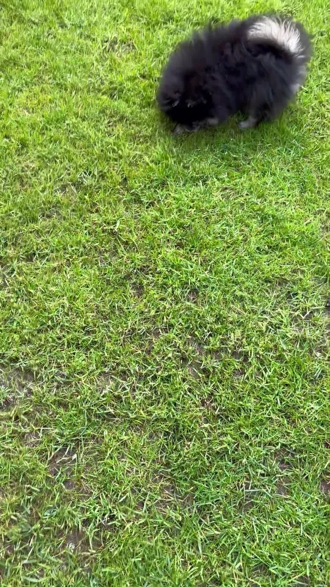 Pomchi dogs for sale: 1 Beautiful pomchi girl puppy ready to leave  - Video 4