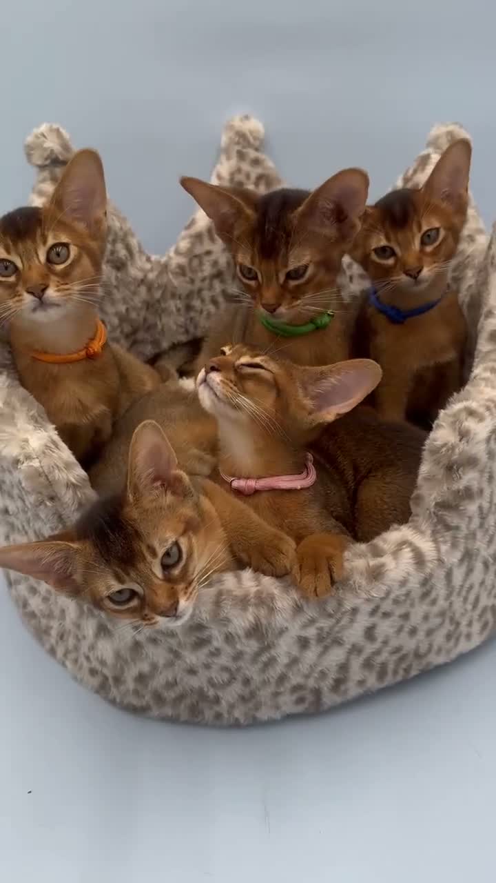 Abyssinian cats for sale: Five Abyssinian kittens with lots of love to give - Video 1