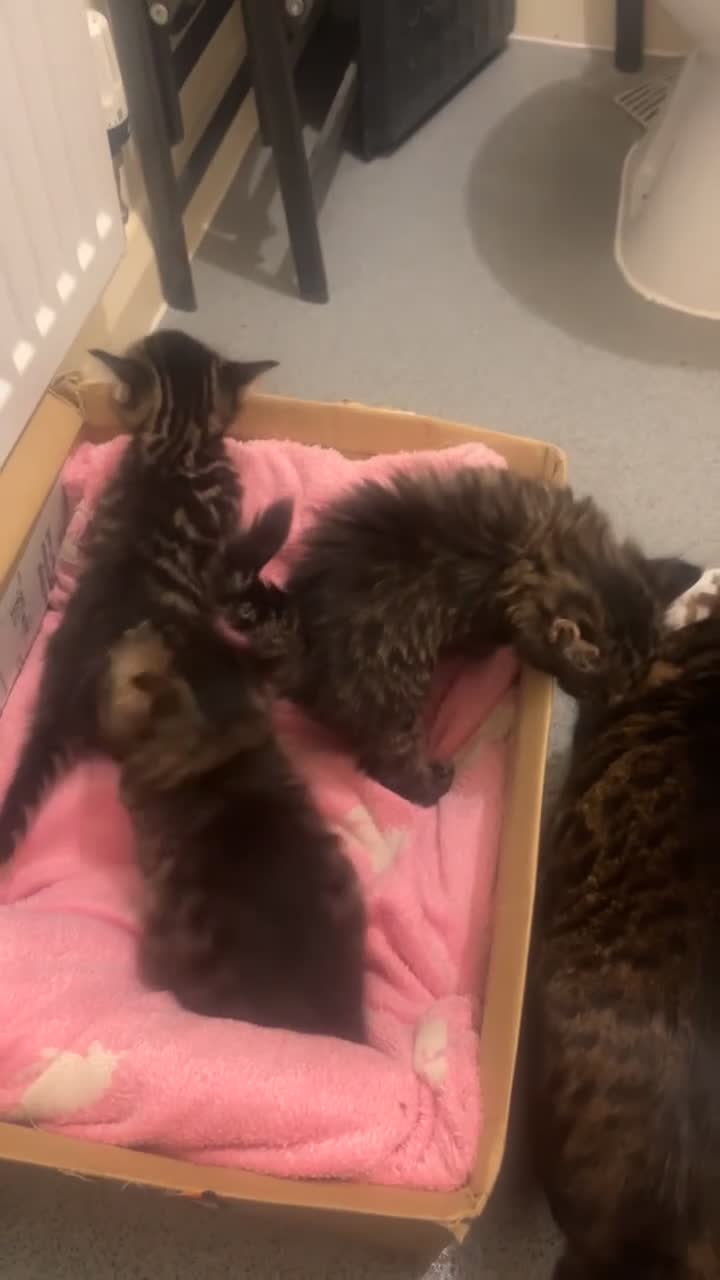 Bengal cats for sale: 3 beautiful, chunky, friendly Bengal X kittens - Video 2