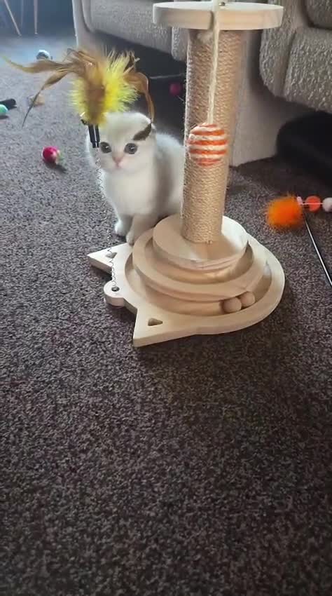 Scottish Fold cats for sale: Scottish fold  in Bradford - Video 1