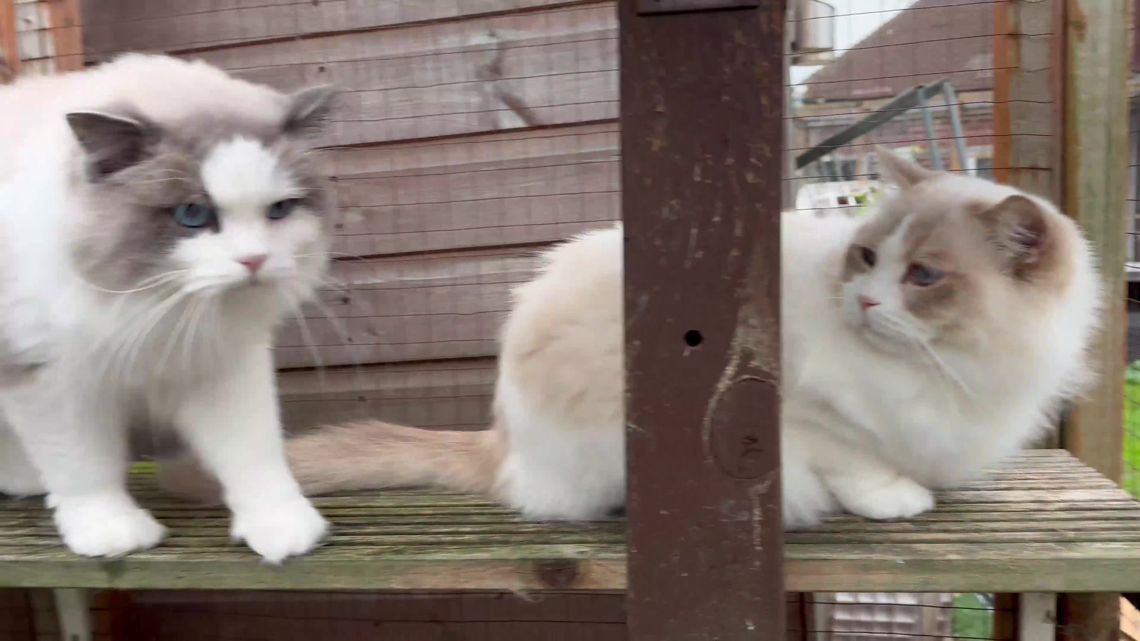 Ragdoll cats for sale: Ragdoll adult  Tica  - Video 3