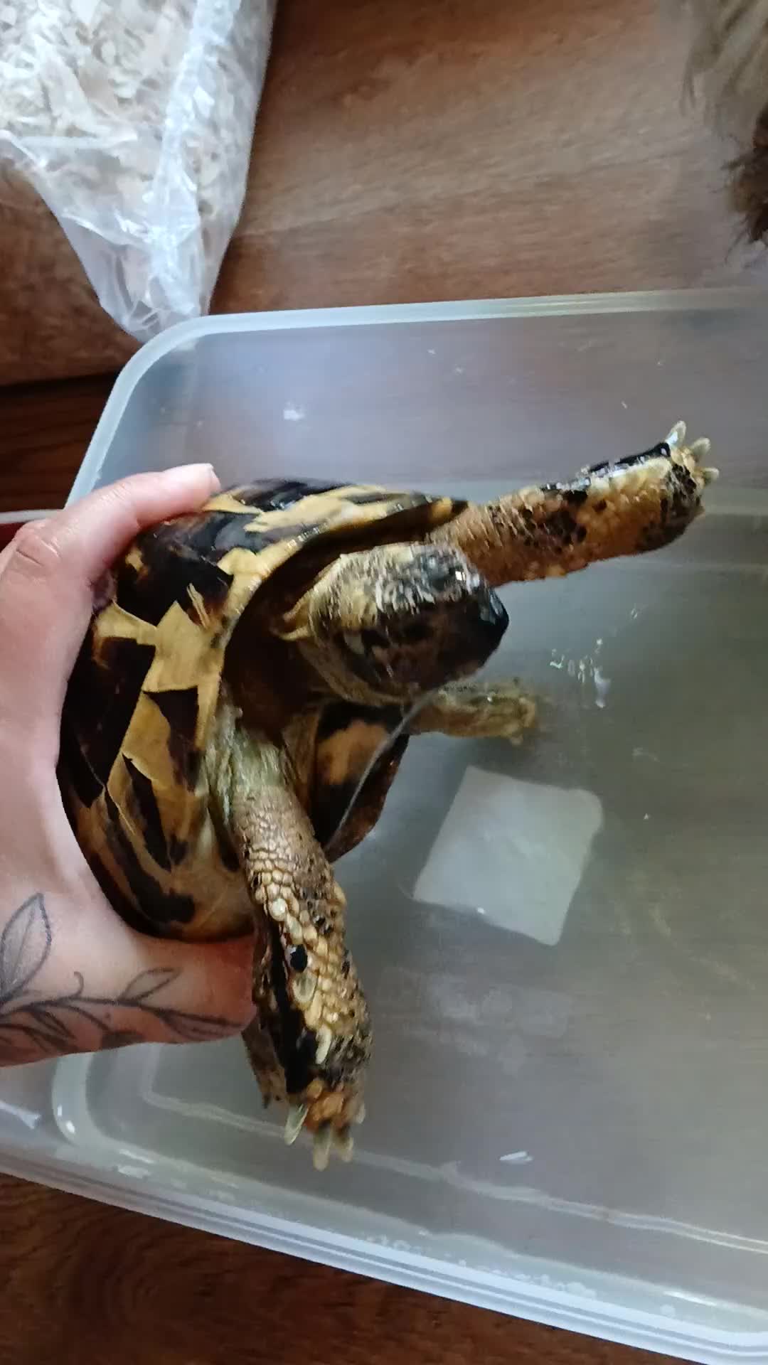 Hermann Tortoise reptiles for sale: Sir Gerald Shelldome and full set up - Video 1