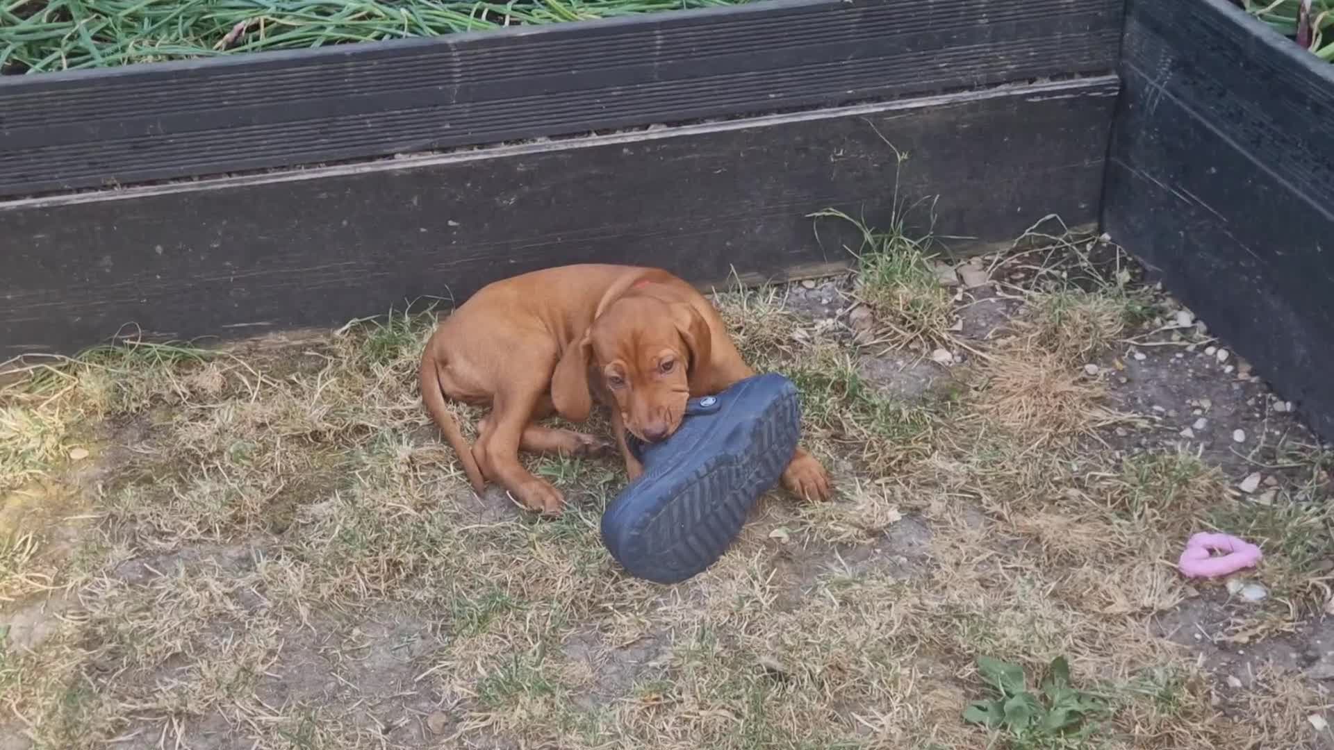 Hungarian Vizsla dogs for sale: Gorgeous bouncy and healthy vizsla pups - Video 1
