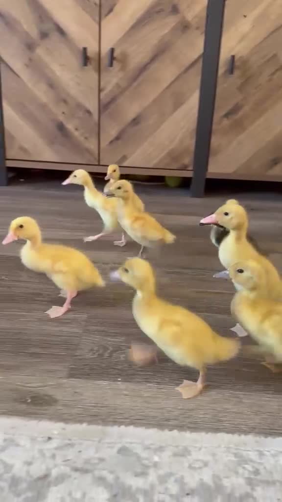 Ducks poultry for sale: Indian Runner Ducklings - Mixed colours - Video 1