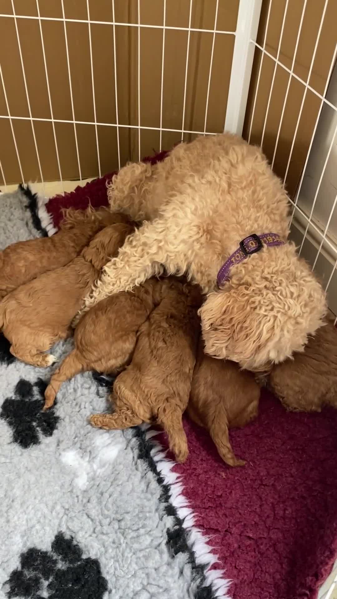 Cavapoo dogs for sale: Cavapoo F1B - Video 1