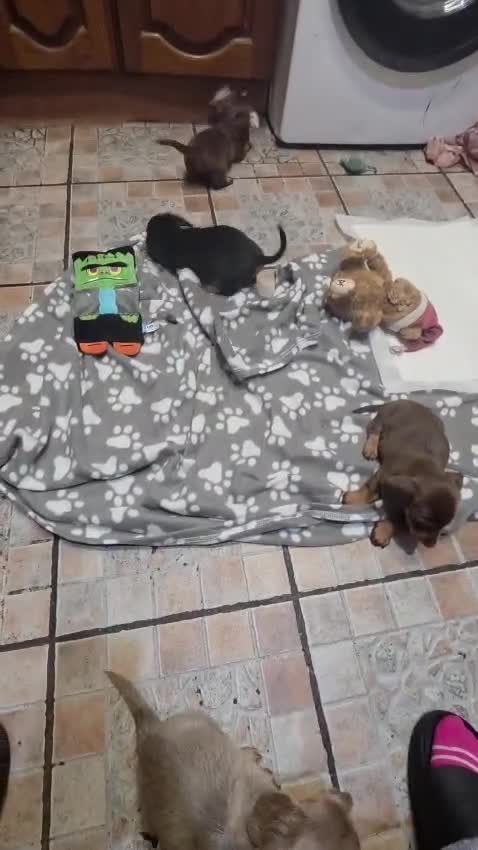 Dachshund dogs for sale: Mega cute half long haired dachshund puppies  - Video 3