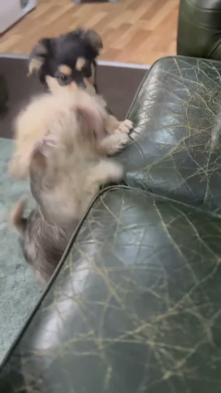 Mixed Breed dogs for sale: Maltese x JackChi puppies - ready to go - Video 2