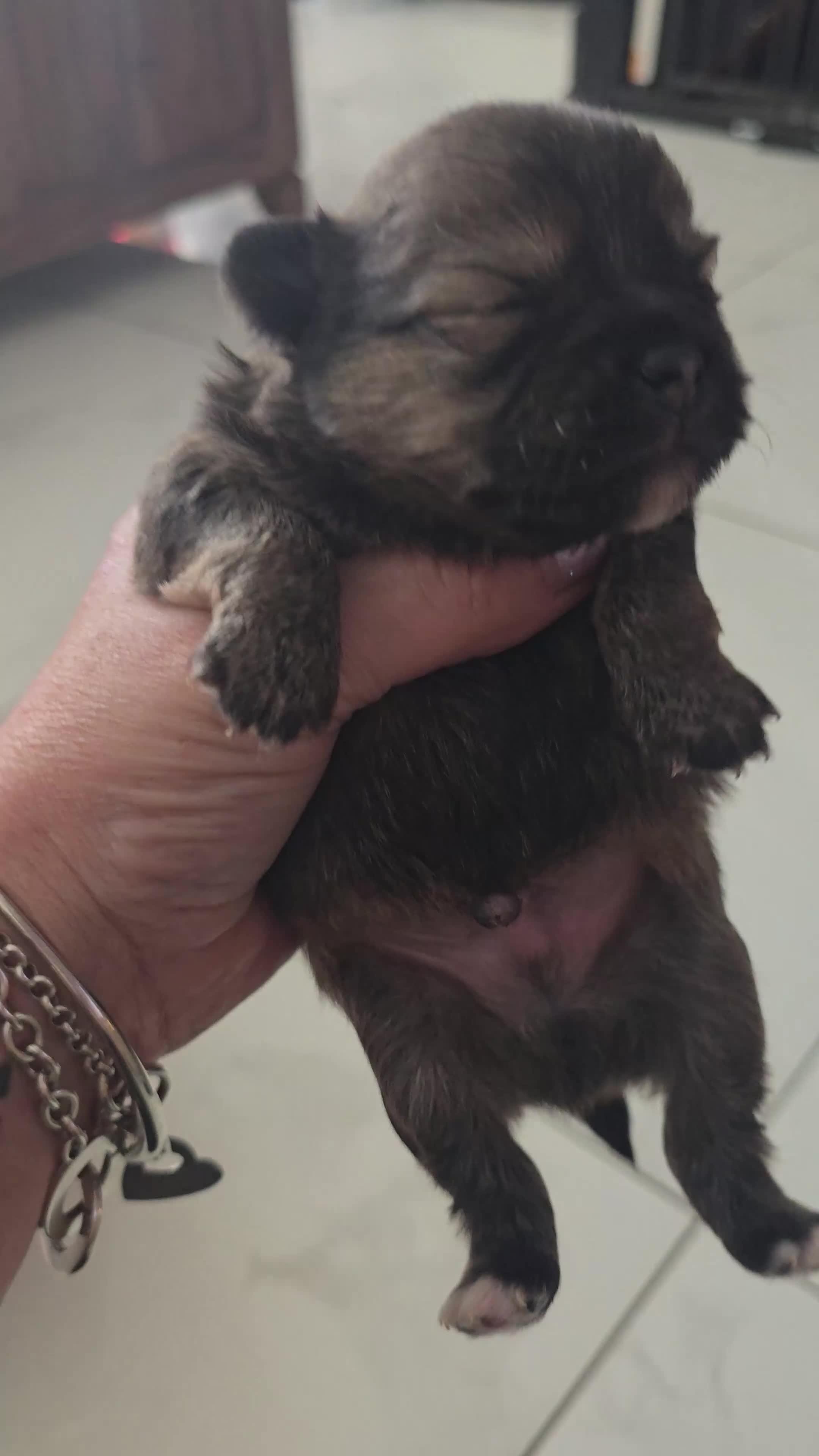 Mixed Breed dogs for sale: Tiny  **  Yorkiepoms - Video 1