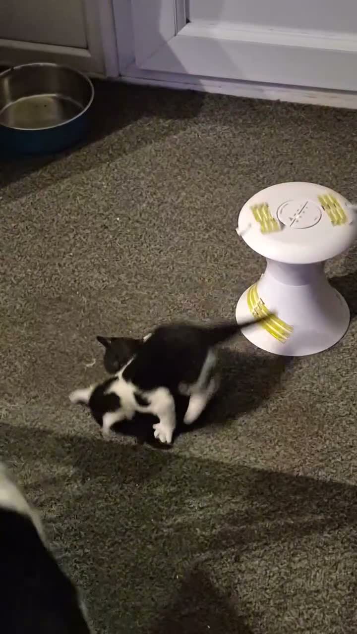 British Shorthair cats for sale: Black and white kittens - Video 1