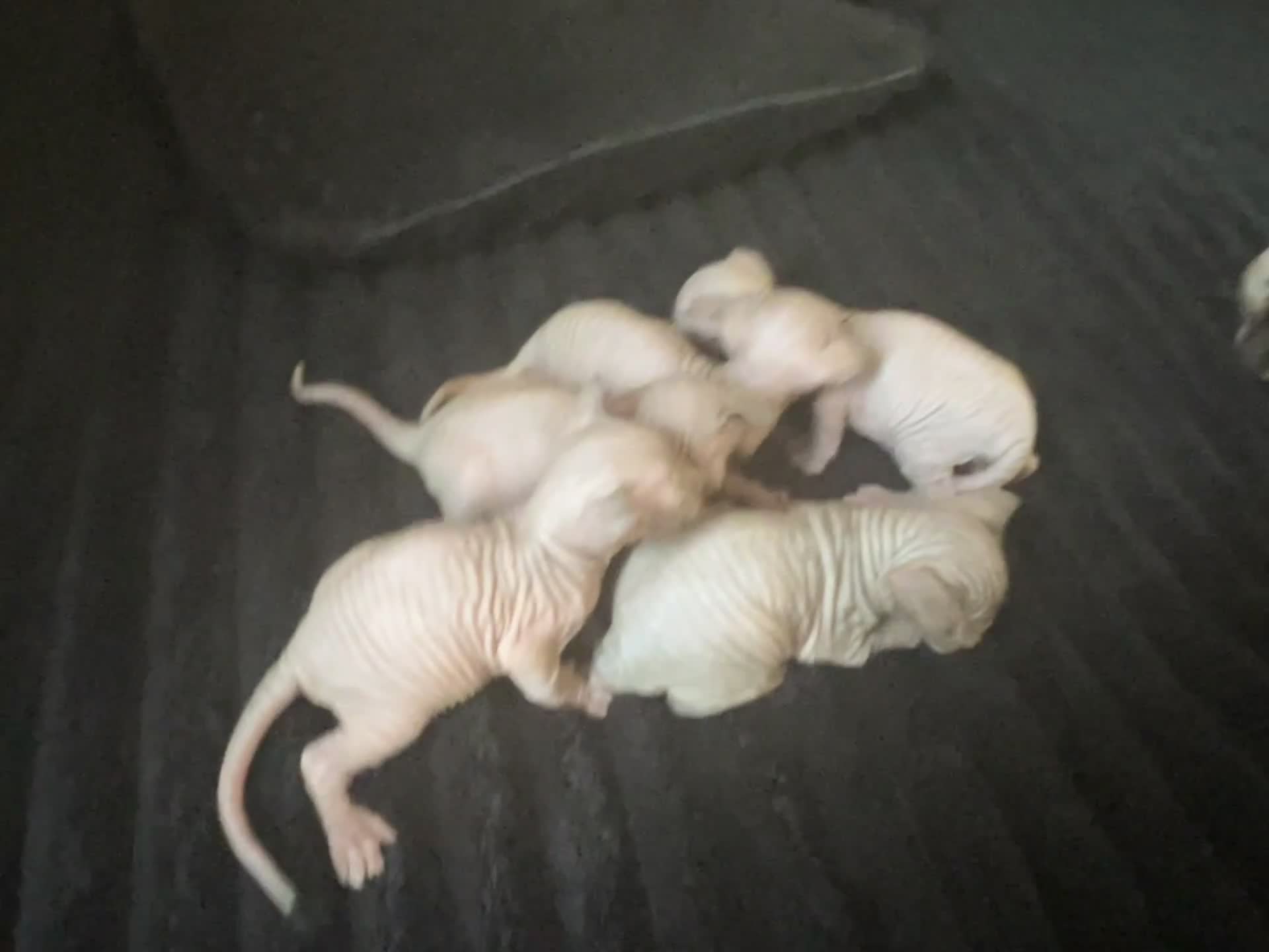 Sphynx cats for sale: Sphynk - Video 1