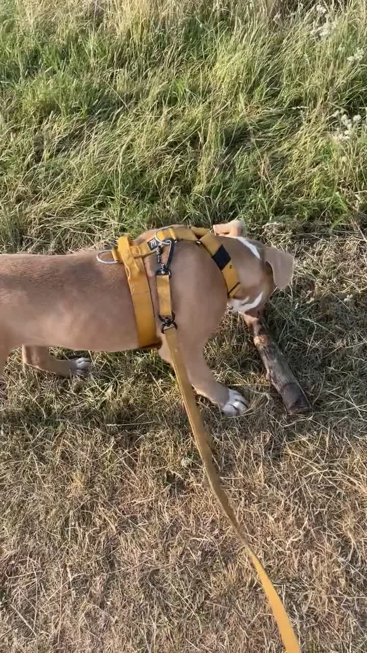 Mixed Breed dogs for sale: 8-Month-Old Boxer/Staffy Cross  in Ipswich - Video 1