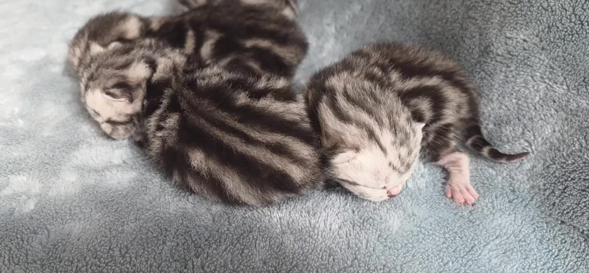 British Shorthair cats for sale: Show quality GCCF Silver Tabbies  in Rochester - Video 1