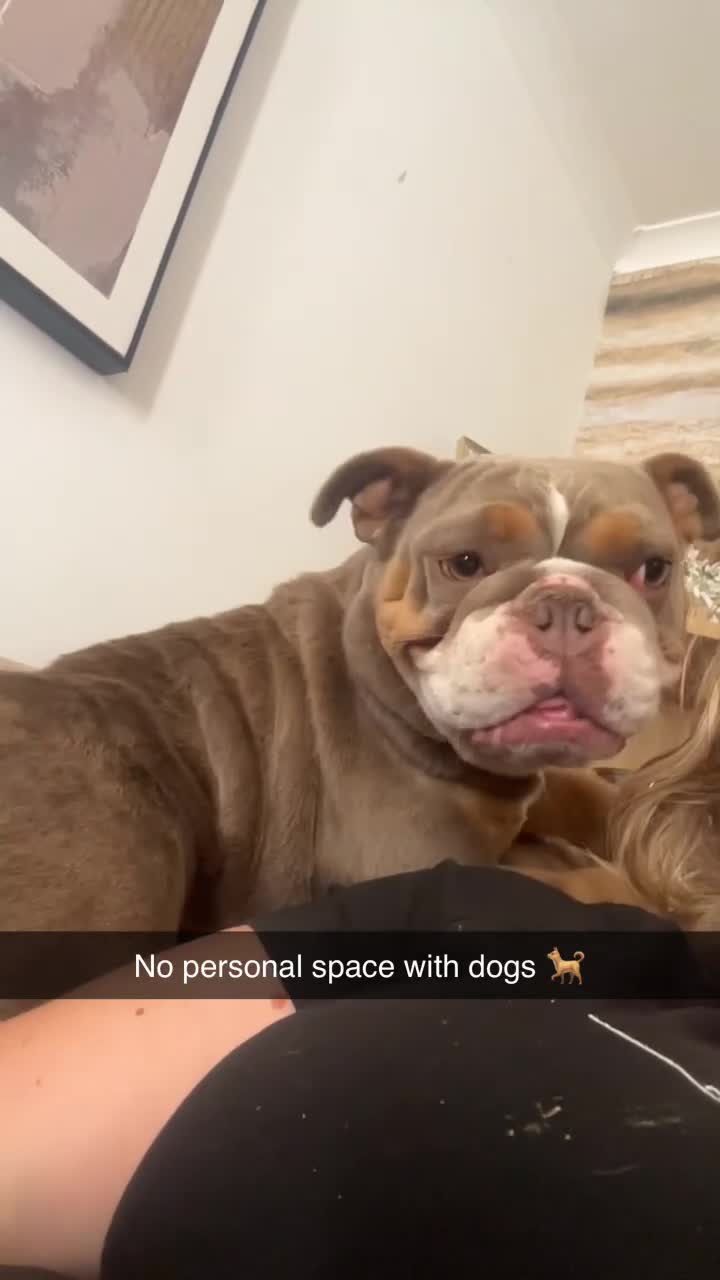 English Bulldog dogs for sale: My English’s bulldog  - Video 1