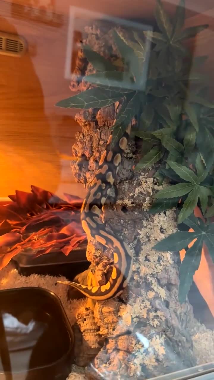 Python Snake reptiles for sale: Banana pastel ball python  - Video 1