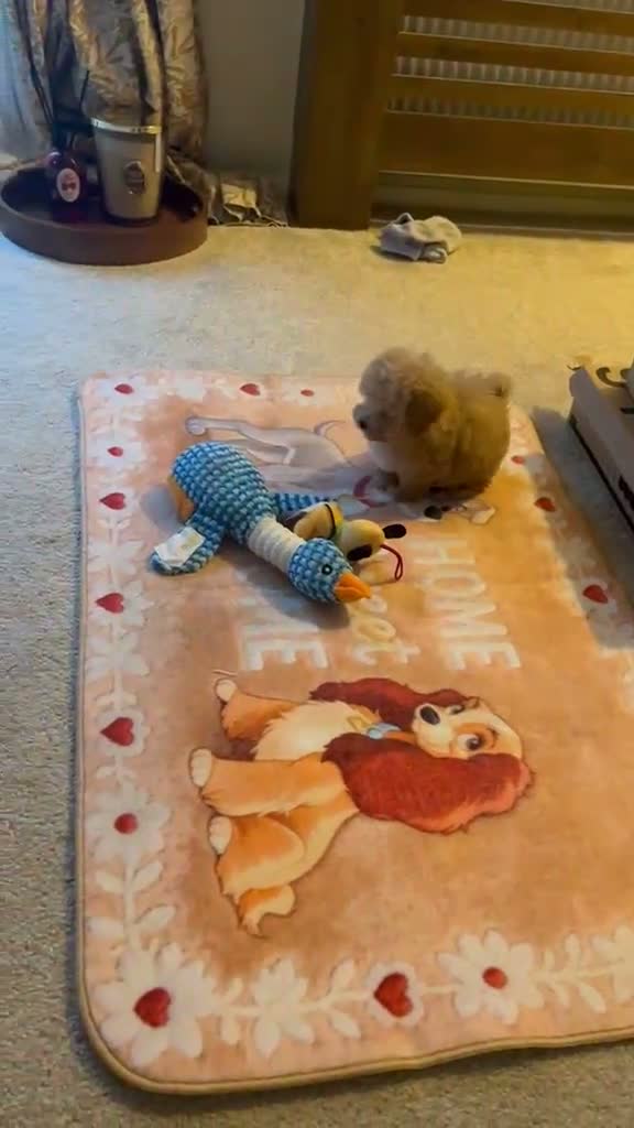 Maltipoo dogs for sale: 💛🌺 Two beautiful maltipoo pups 🌺💛 in Tonbridge - Video 1