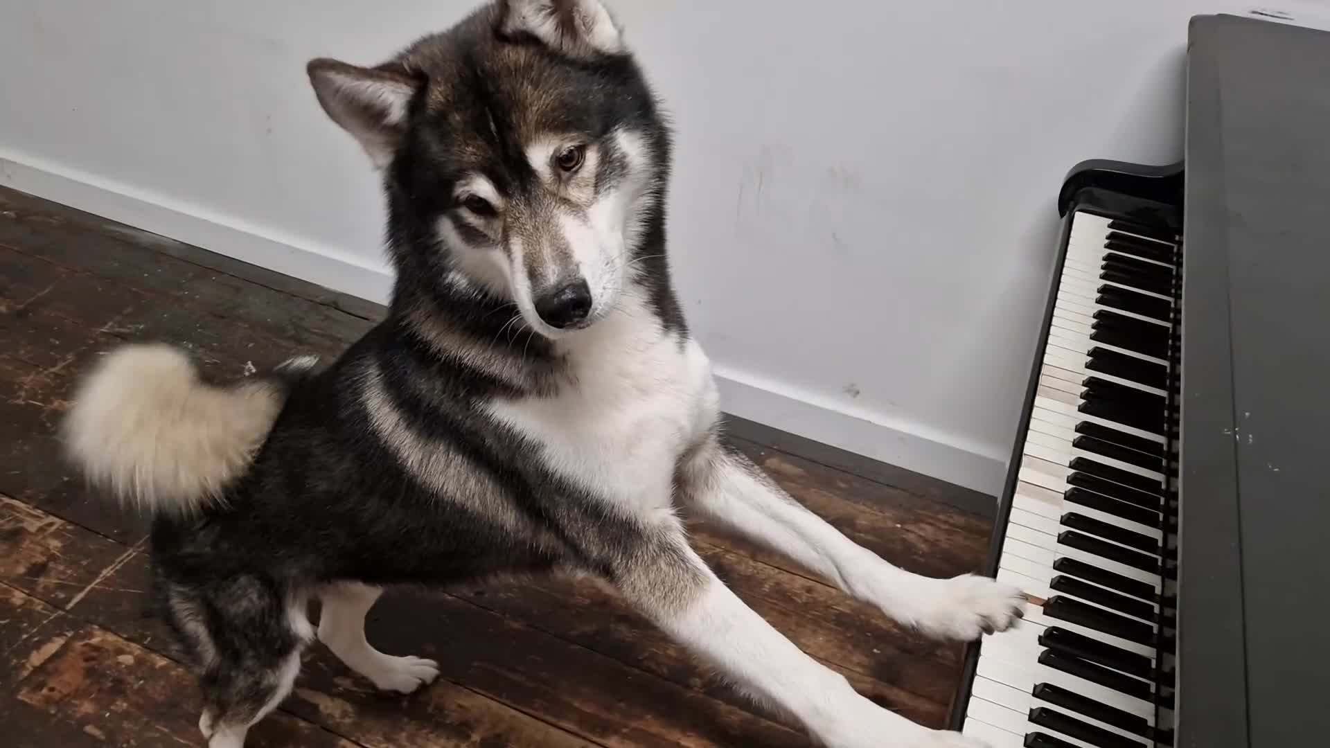 Huskita dogs for stud: Handsome Booboo in Stockport - Video 2