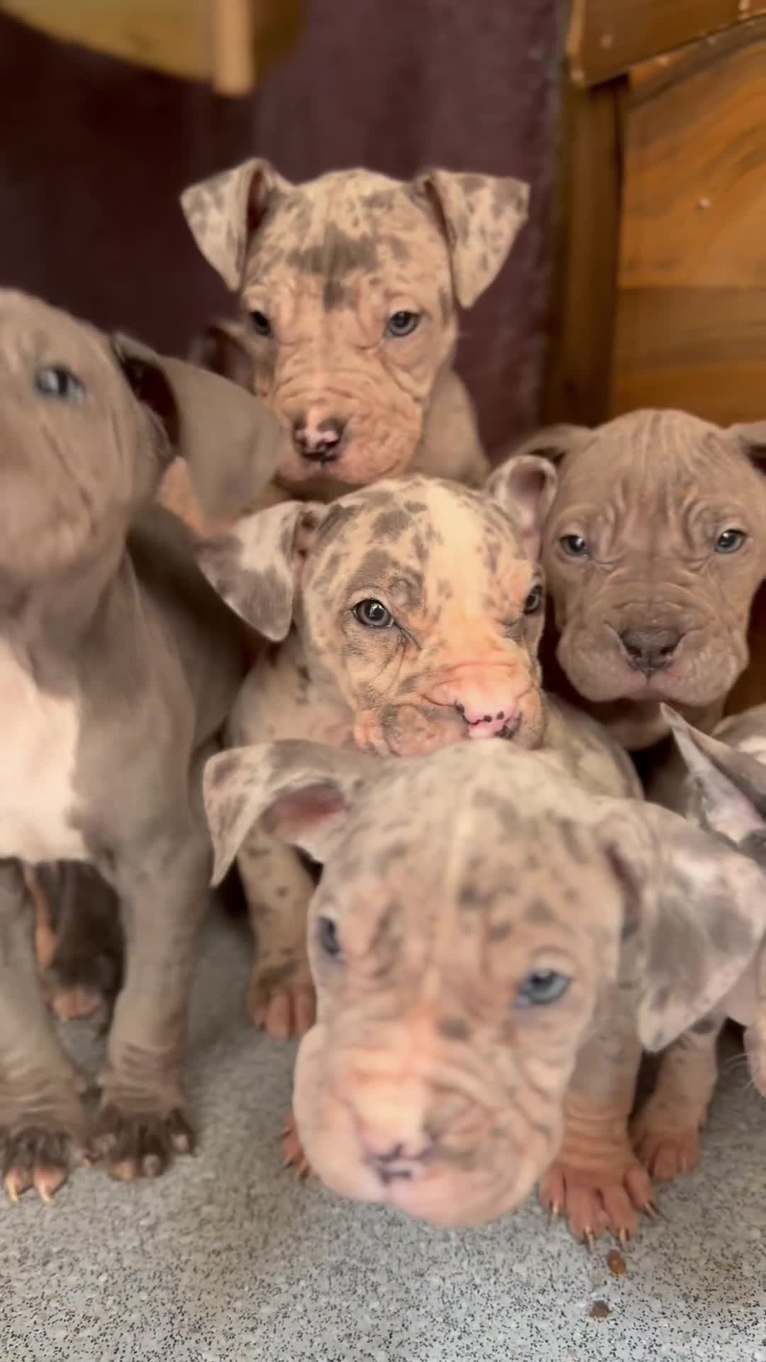 Mixed Breed dogs for sale: Old English cross, cane corsa  - Video 2