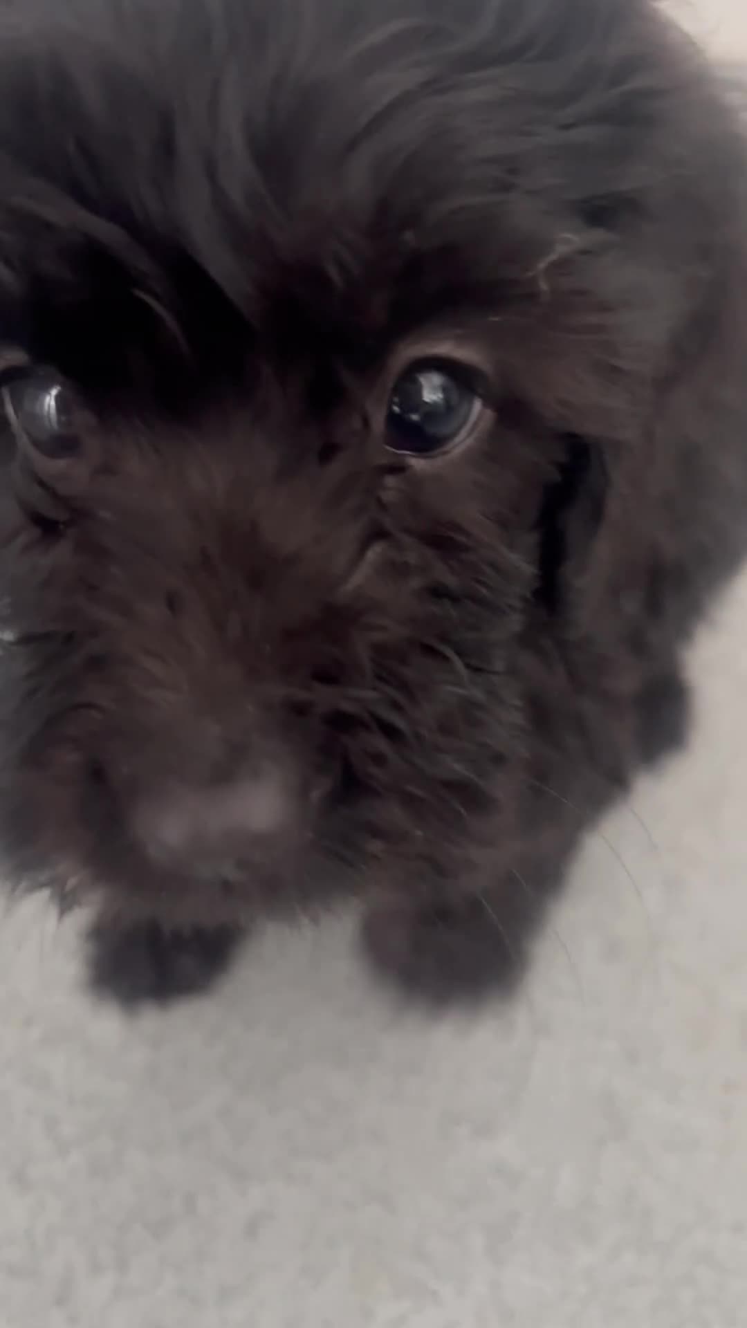 Cockapoo dogs for sale: (LAST 4 PUPS) Amazing miniature Cockapoo Puppies  - Video 4