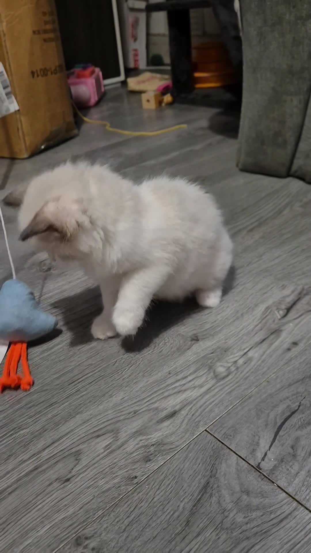 Ragdoll cats for sale: Two Ragdoll kittens - Video 1