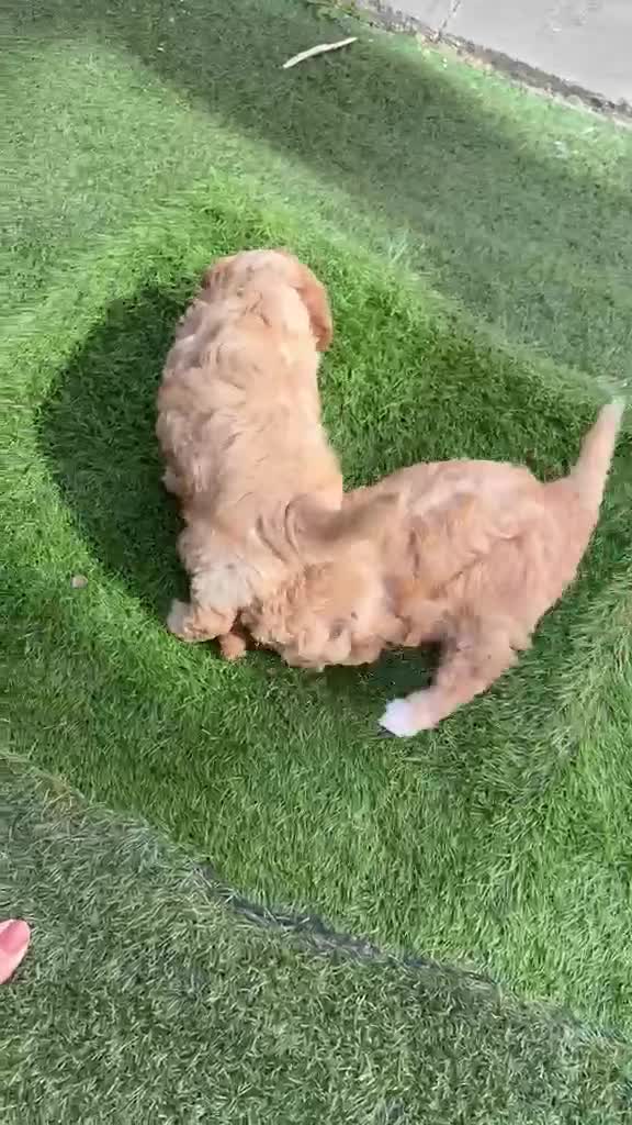 Cockapoo dogs for sale: Cockerpoo - Video 1