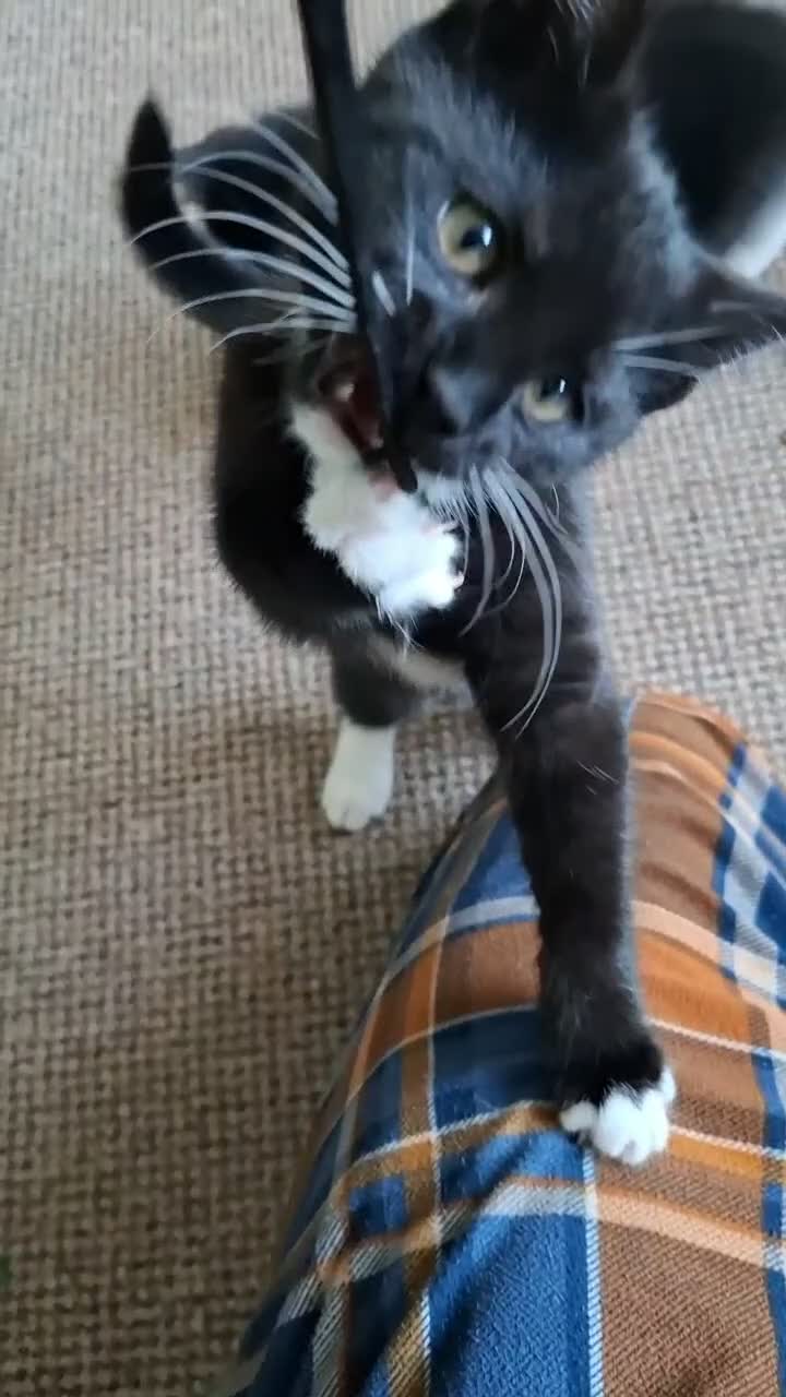 Mixed Breed cats for sale: Two little kittens looking for a home. - Video 3