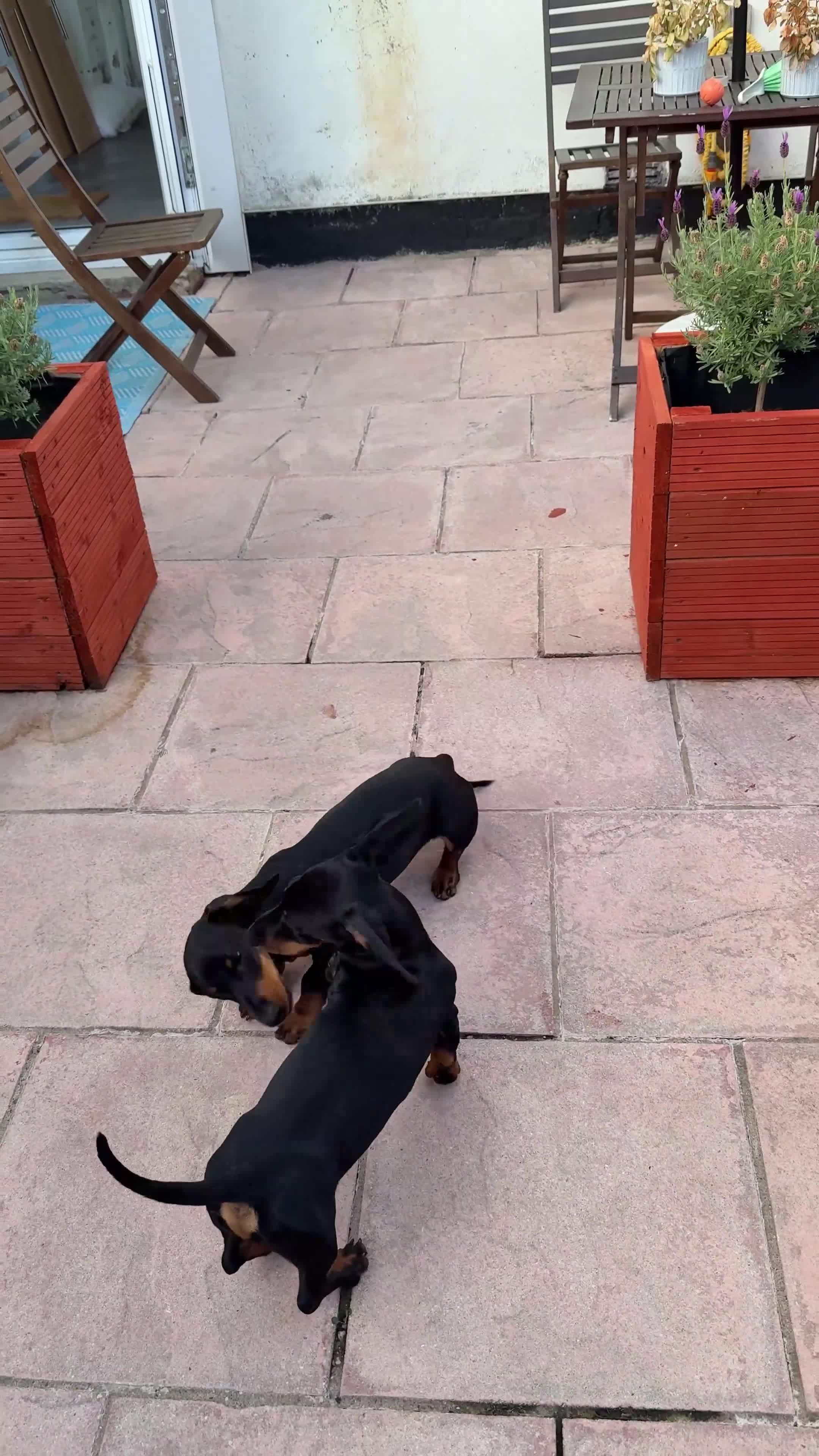 Dachshund dogs for sale: Dexter & Bruno - Video 1