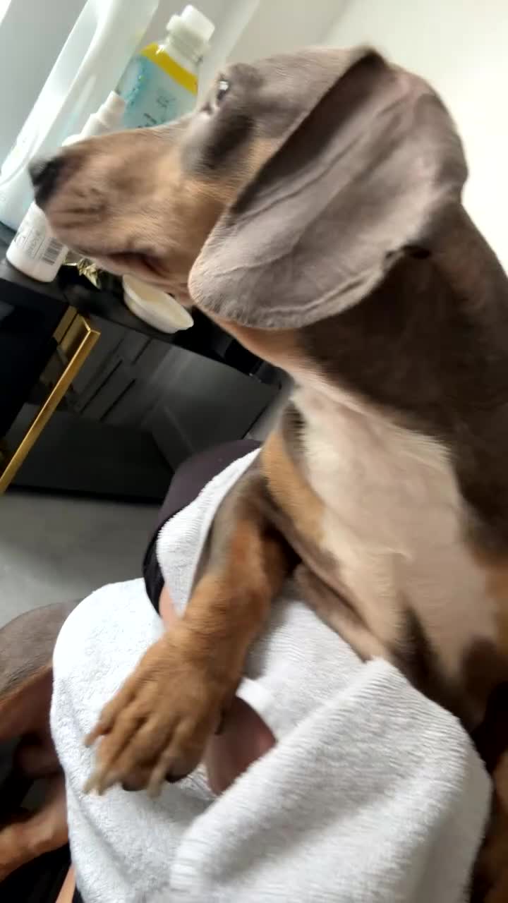 Dachshund dogs for sale: Boy dachshund  - Video 2