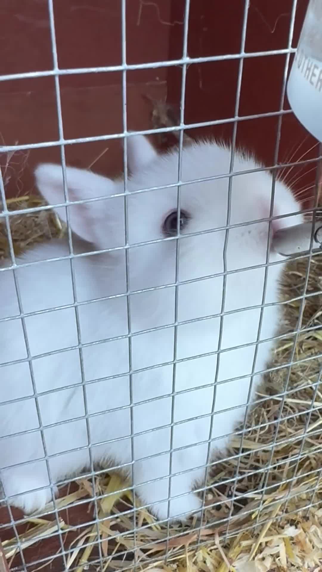 Netherland Dwarf rabbits for sale: Female Pure white blue eyed Netherland dwarf  - Video 4