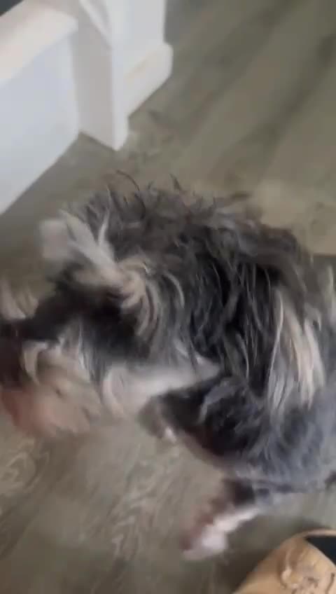 Schnauzer dogs for sale: sweet schnauzer available - Video 1