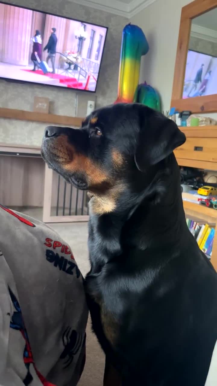 Rottweiler dogs for sale: Sad sale due to allergies - Video 1