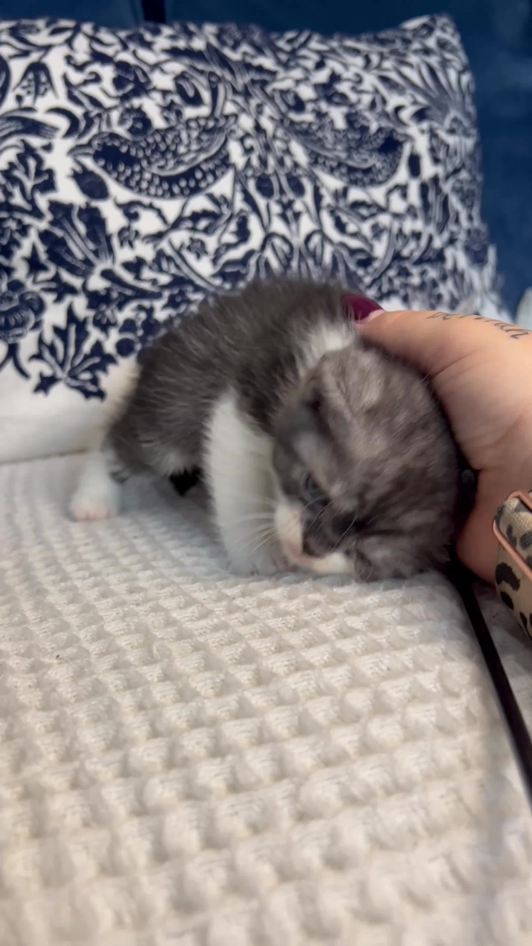 British Shorthair cats for sale: Beautiful British short hair kittens - Video 2
