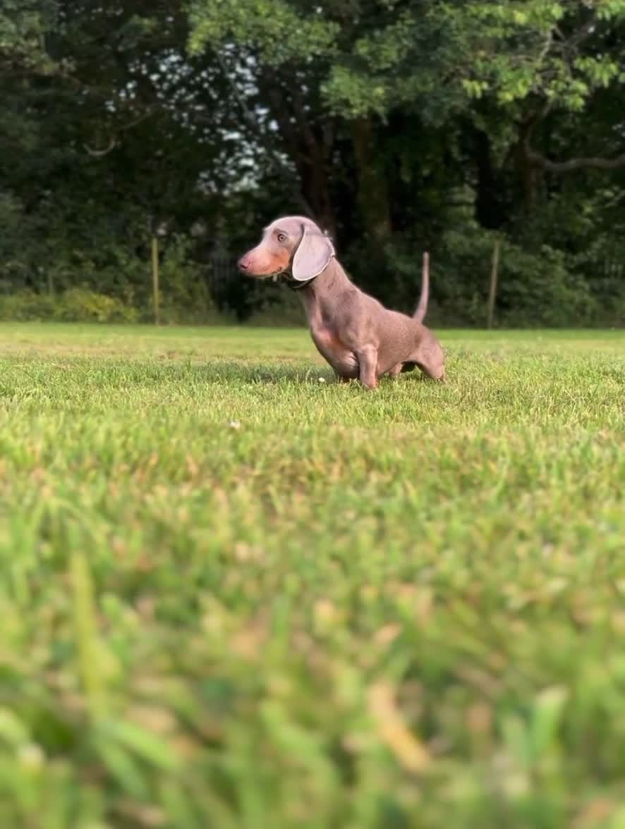 Miniature Dachshund dogs for sale: Isabella & Tan Miniature Dachshund  - Video 1