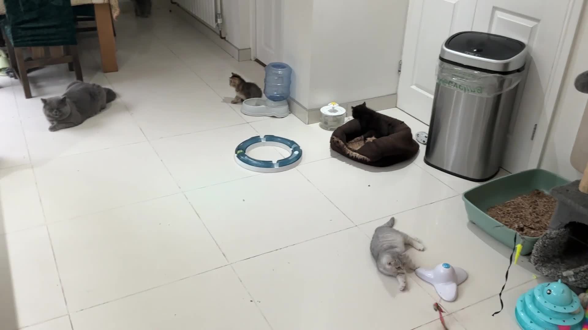 British Shorthair cats for sale: Fabulous colours playful healthy BSH kittens, rare - Video 4