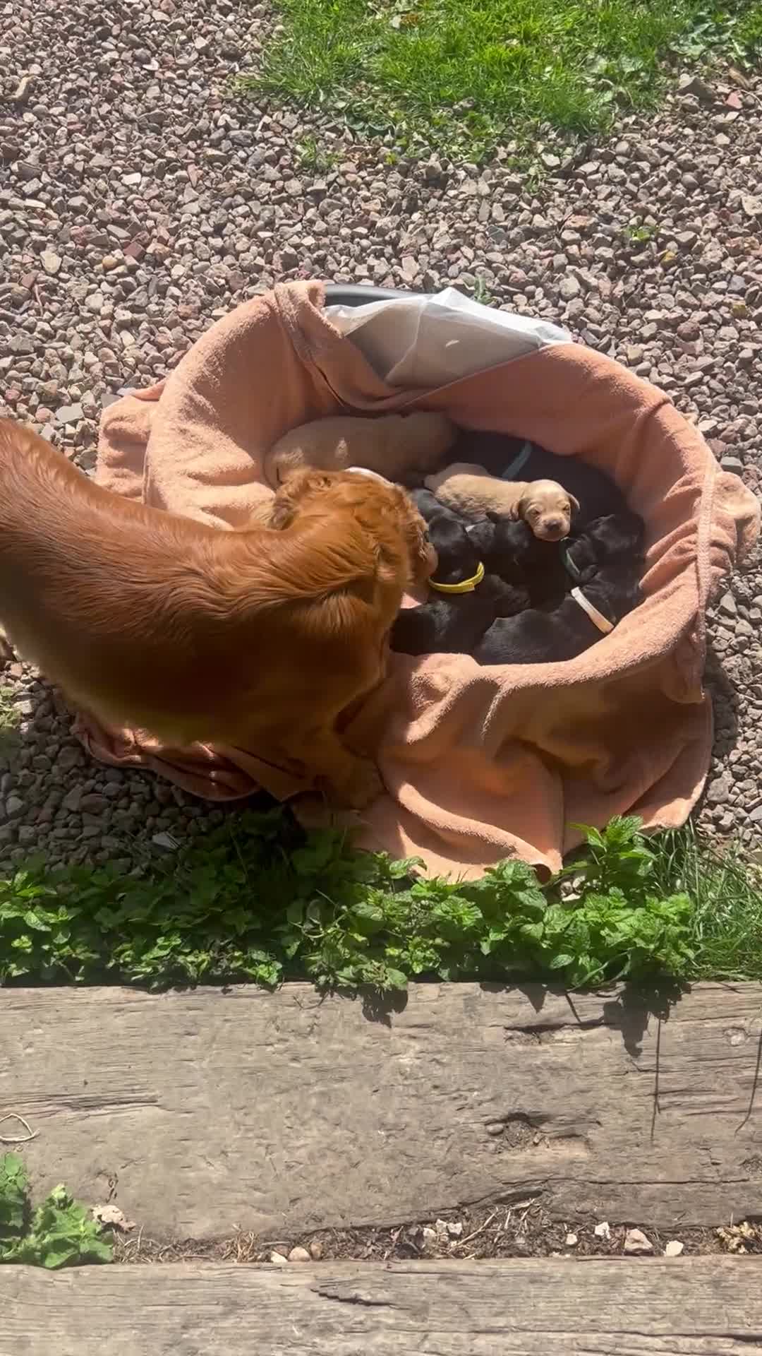 Cockerdor dogs for sale: Cockerdor puppy  - Video 1
