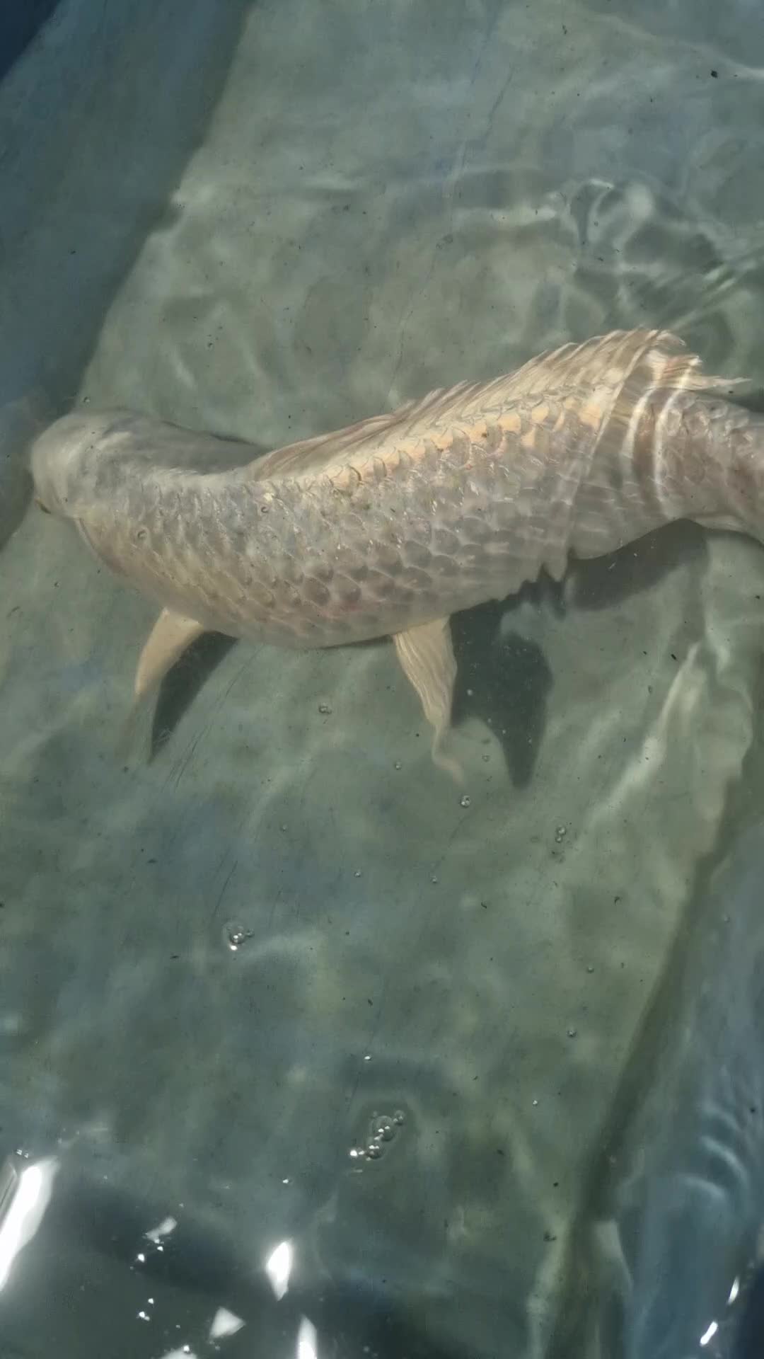 Koi Carp fish for sale: Koi carp various sizes - Video 1