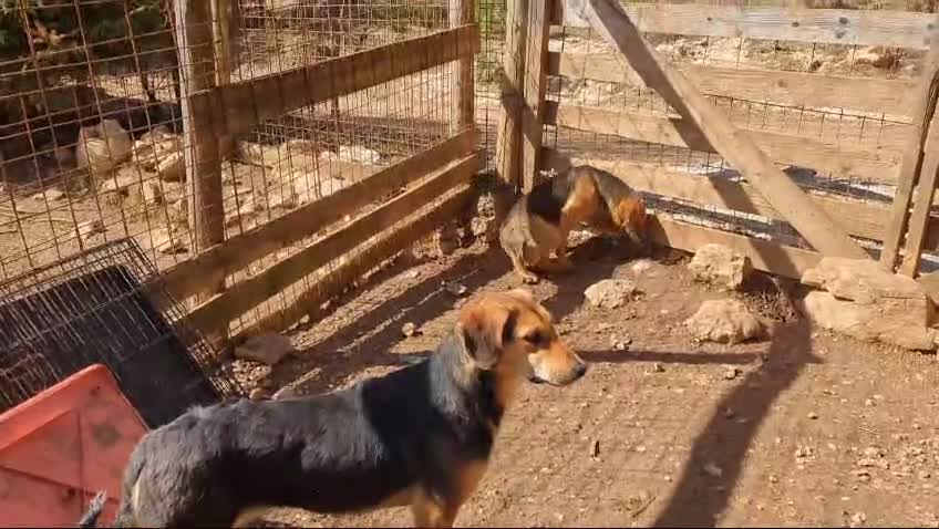 Mixed Breed dogs for adoption: Suzy and Precious in Ashford - Video 2