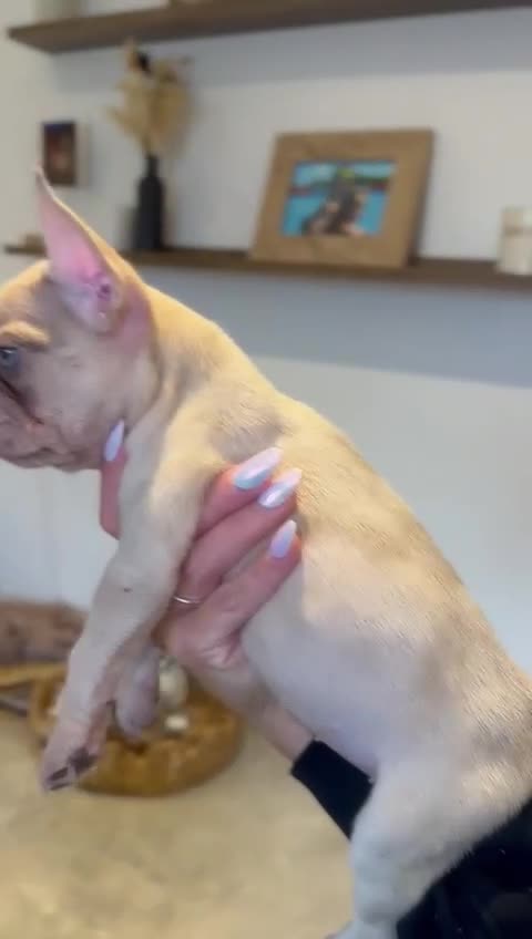 French Bulldog dogs for sale: ‼️ READY TO LEAVE NOW -3 French bulldog pups left! in Ripley - Video 2