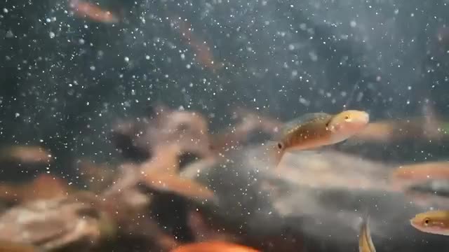 Other/Mixed Breed fish for sale: Red Chinese Snakehead - Video 1